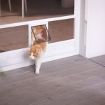 Cat using a cat flap with an insect screen.